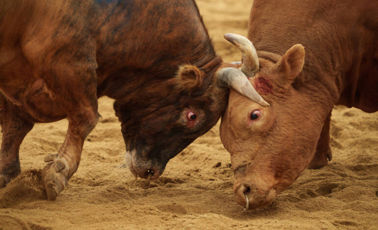 touradas-viram-atracao-popular-na-coreia-do-sul-e-dividem-opinioes