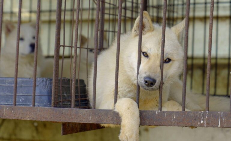 coreia-do-sul-proibe-carne-de-cachorro:-o-que-acontece-agora-com-os-animais?