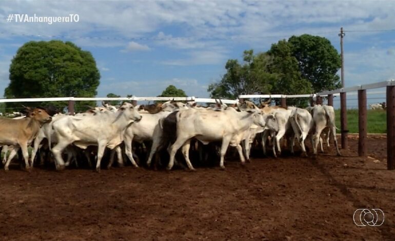 videos:-jornal-do-campo-to-de-domingo,-27-de-julho-de-2025