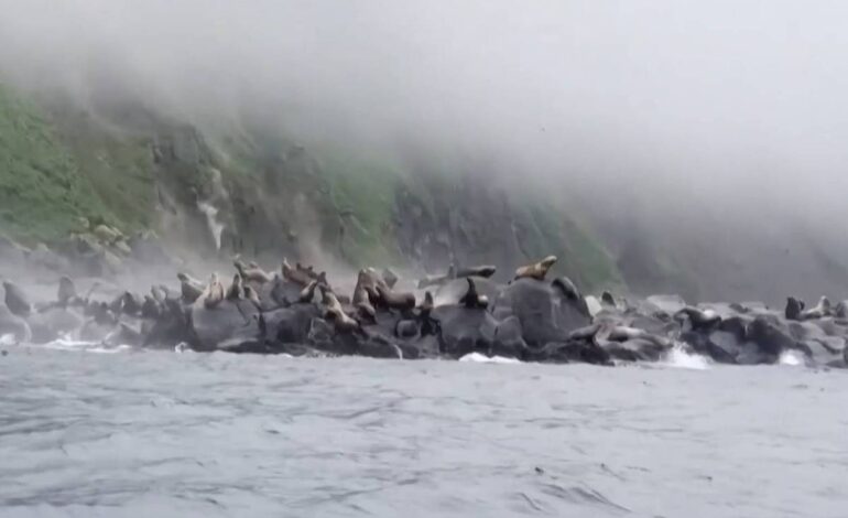 leoes-marinhos-pulam-no-mar-durante-terremoto-e-queda-de-rochas-na-russia;-veja-video