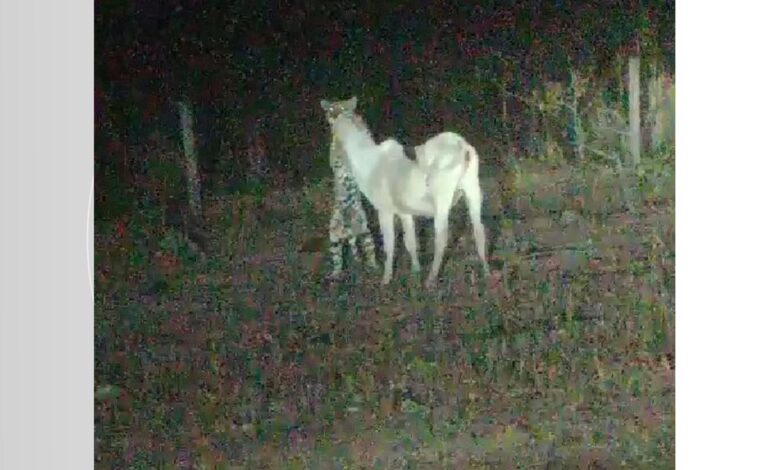 video:-onca-e-flagrada-durante-ataque-a-bezerro-em-pasto-de-fazenda-no-sul-do-tocantins