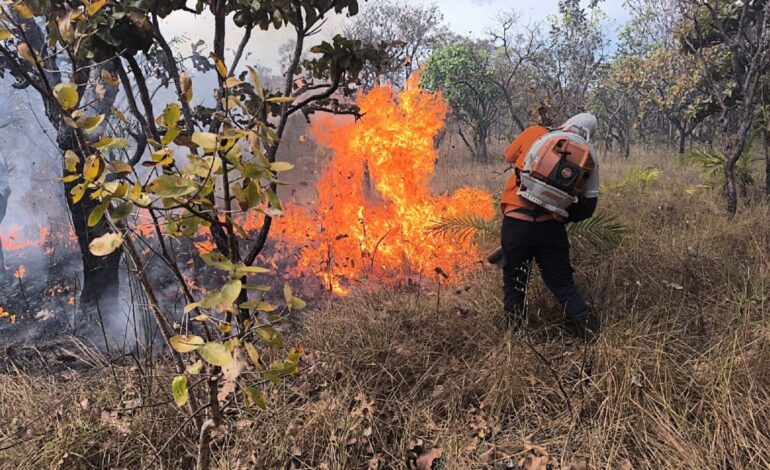 incendio-atinge-area-de-mata-e-se-alastra-por-duas-quadras-em-palmas