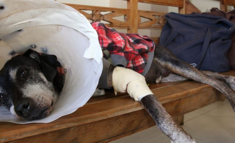 camara-aprova-projeto-que-tipifica-exercicio-ilegal-da-veterinaria