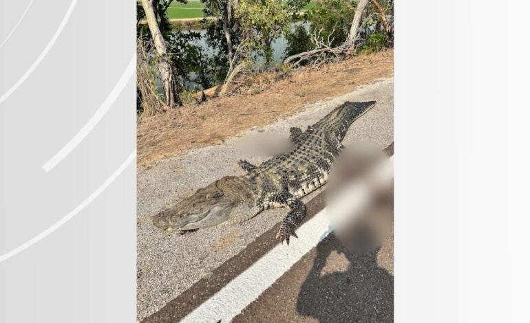 jacare-acu-de-mais-de-2-metros-morre-atropelado-na-br-242;-video