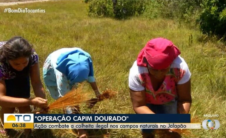 Atenção à fauna, flora e comunidade: conheça projetos e desafios voltados à preservação do Jalapão