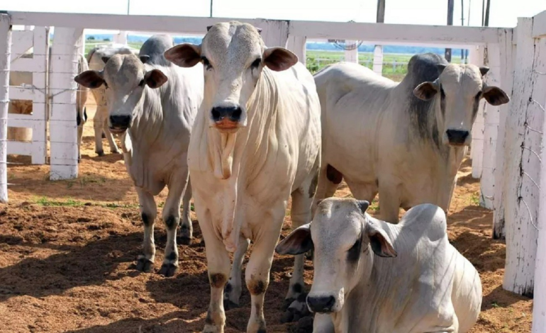 vaqueiro-e-outras-tres-pessoas-sao-suspeitos-de-furto-e-venda-de-400-cabecas-de-gado