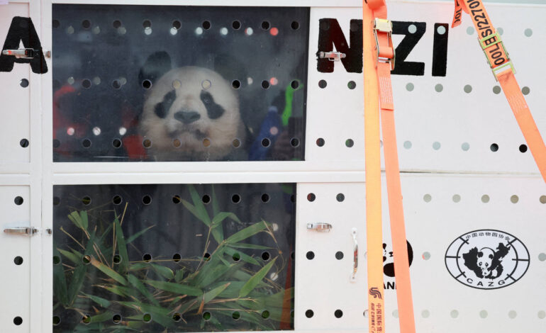 franca-se-despede-de-popular-casal-de-pandas-que-retorna-a-china;-pequim-promete-‘reposicao’