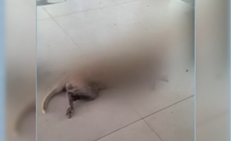 cadela-e morta-a facadas-durante roubo e-criminoso-foge-levando-caminhonete