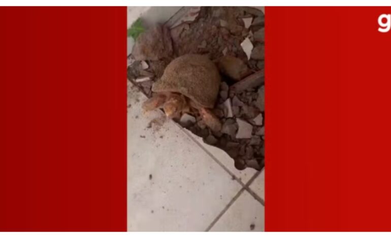 bombou-no-g1:-mulher-encontra-jabuti-vivo-embaixo-do-piso-10-anos-apos-reformar-casa