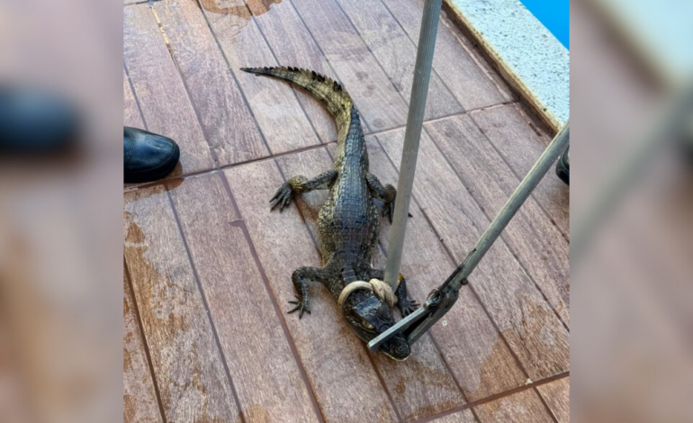 filhote-de-jacare-e-encontrado-em-piscina,-resgatado-e-devolvido-a-natureza;-video