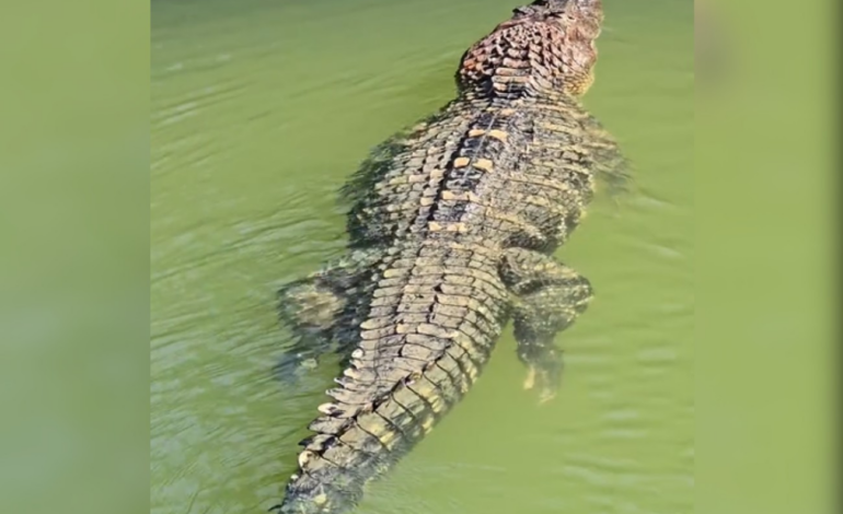 jacare-gigante-ganha-nome-e-fama-de-‘estimacao’-por-pescador-em-ilha-no-to