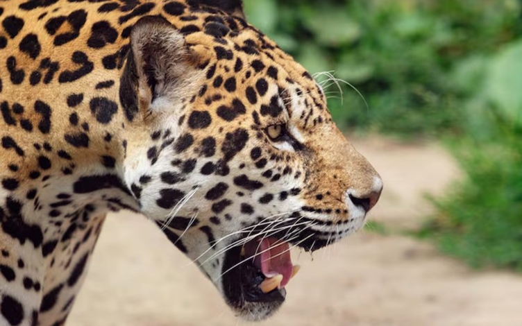 nortesys-renova-marca-e-acelera-inovacao-para-liderar-a-reforma-tributaria