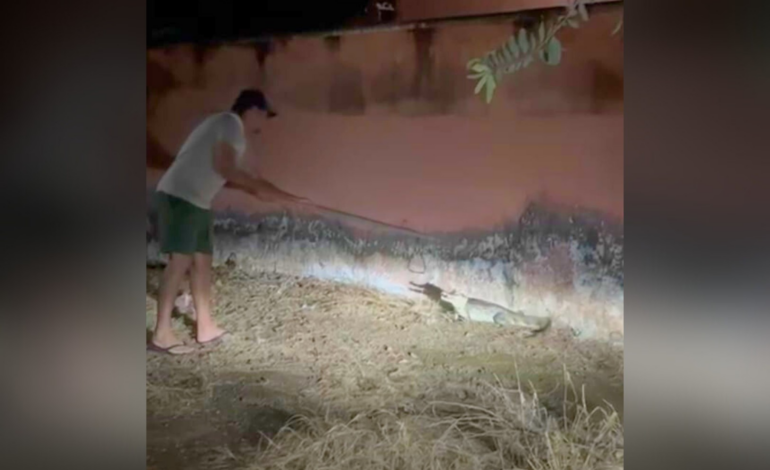 jacare-surge-no-portao-de-casa-e-deixa-moradora-‘apavorada’-no-interior-do-tocantins;-video