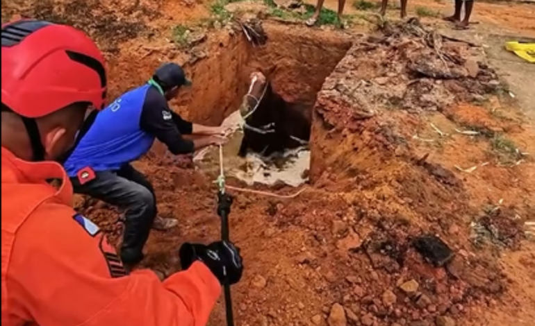 egua-prenha-cai-em-fossa-e-e-resgatada-pelos-bombeiros-no-tocantins; video