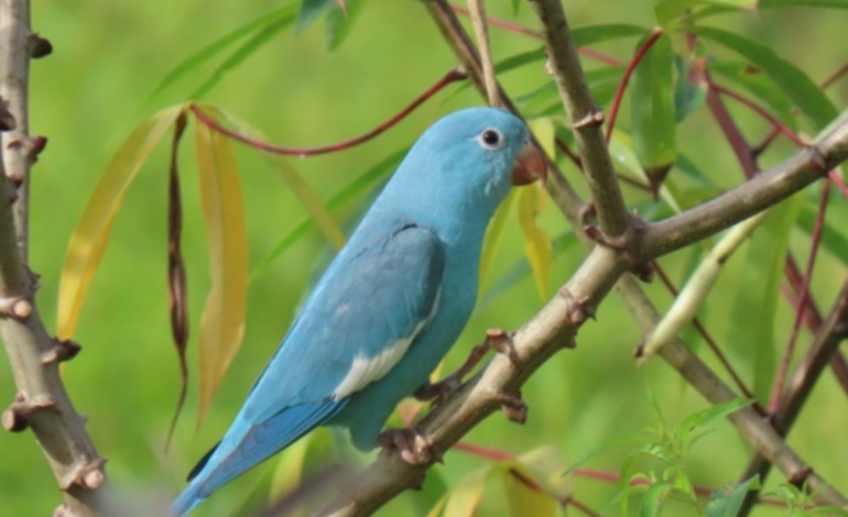 servidora-do-ibama-descobre-periquito-azul-no-tocantins