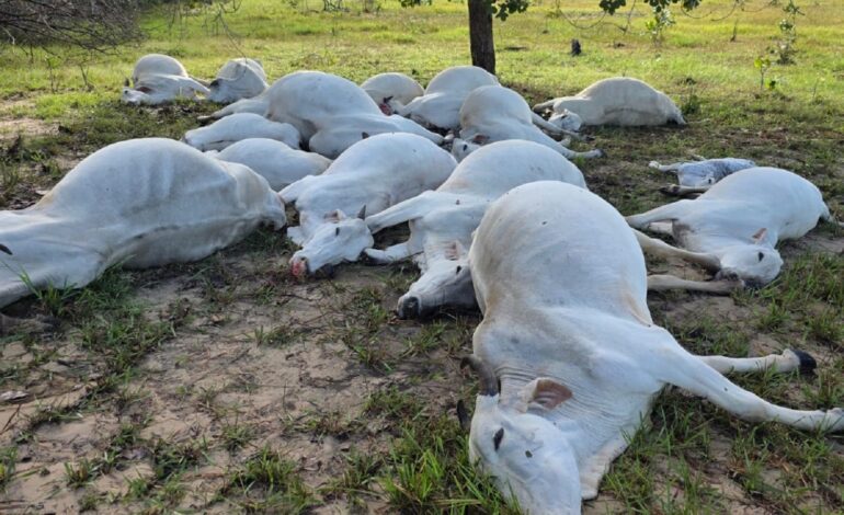 gado-morre-apos-descarga-eletrica-em-fazenda;-video
