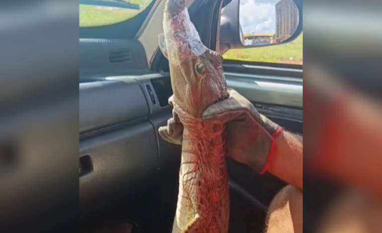 filhote-de-jacare-e-encontrado-dentro-de-escola-no-tocantins;-video
