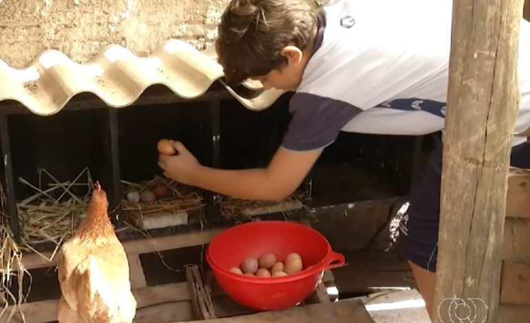 menino-de-11-anos-vira-exemplo-de-empreendedorismo-com-producao-de-ovos-em-palmas