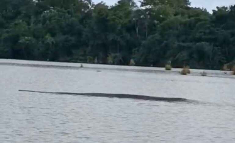 mulher-registra-sucuri-gigante-em-lago-no-interior-do-tocantins;-assista