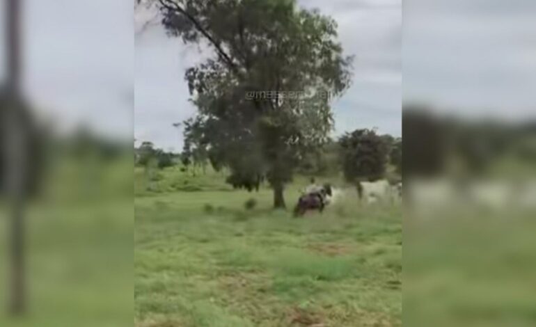 filha-de-6-anos-do-sertanejo-henrique-viraliza-nas-redes-sociais-ao-tocar-gado-sozinha;-video