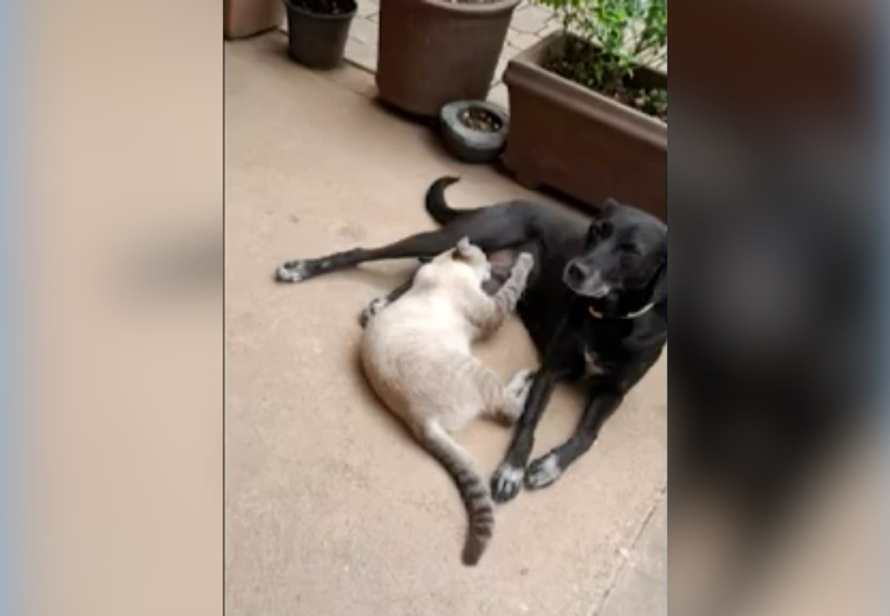 Cachorra é encontrada morta em frente à casa após tutora ouvir tiros: ‘Muito doloroso’