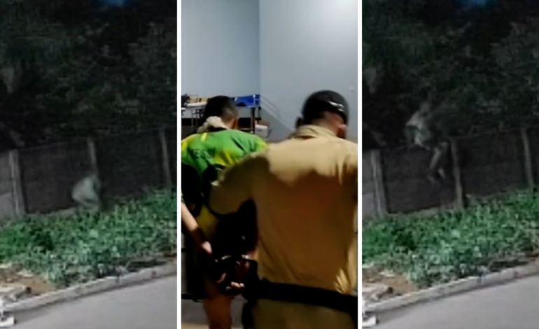 invasao-e-marcas-de-mordida:-o-que-se-sabe-sobre-pitbull-que-morreu-ao-tentar-defender-tutor