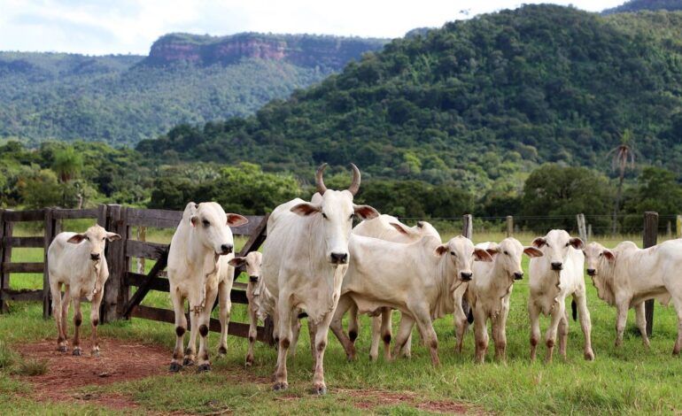do-campo-ate-a-mesa:-entenda-como-vai-funcionar-projeto-de-rastreamento-de-gado-no-tocantins