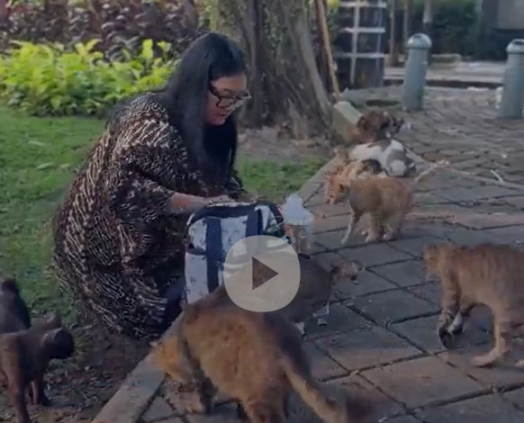 indonesia-cogita-‘ilha-dos-gatos’-como-solucao-para-gatos-de-rua