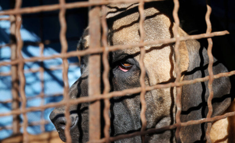 Cachorros desaparecem antes da proibição da carne canina na Coreia do Sul