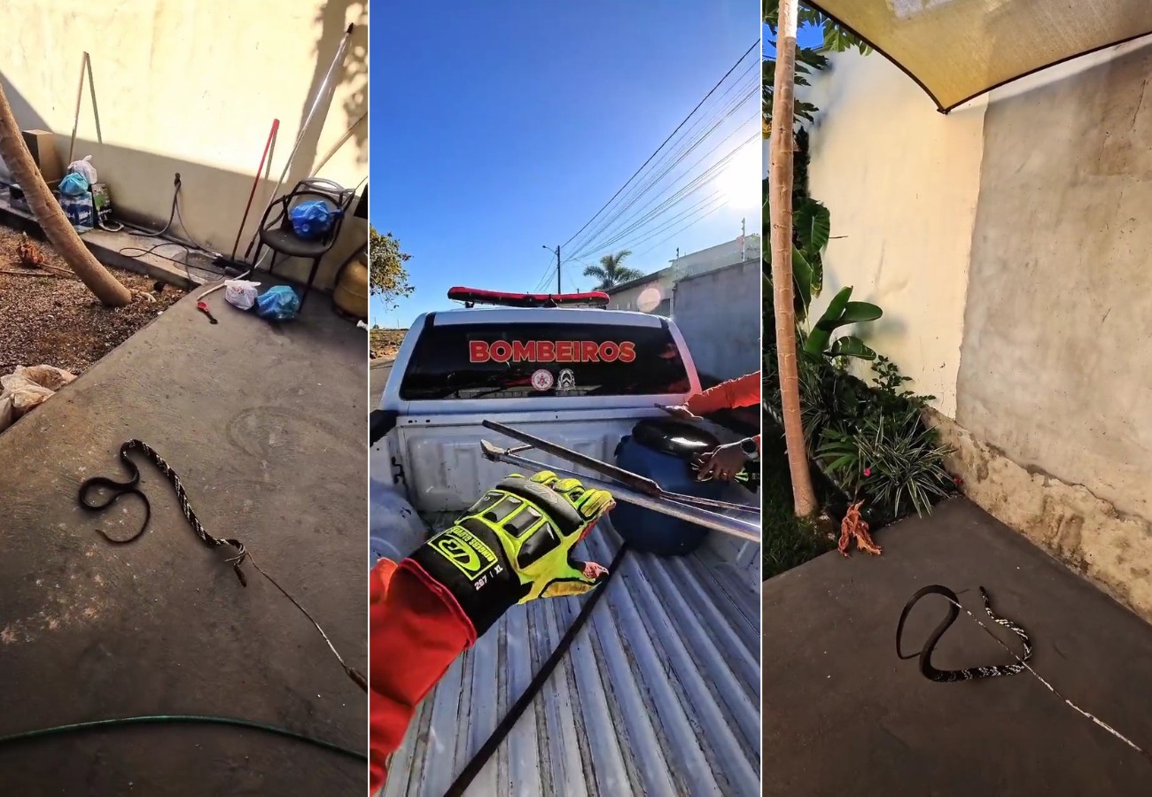 cobra-caninana-invade-casa-em-gurupi-e-tenta-atacar-bombeiros-durante-resgate;-video