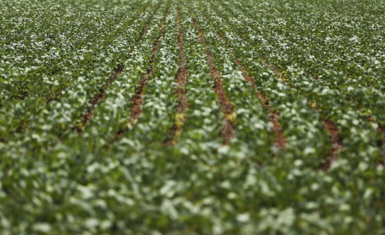 entenda-impasse-entre-bancada-do-agro-e-governo-sobre-dividas-rurais