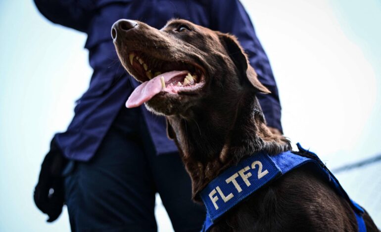 cachorros-socorristas-tem-papel-fundamental-apos-terremotos-na-venezuela