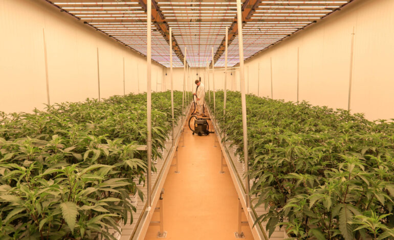 Burocrática, legalização da maconha na Alemanha ainda pena para substituir mercado ilegal