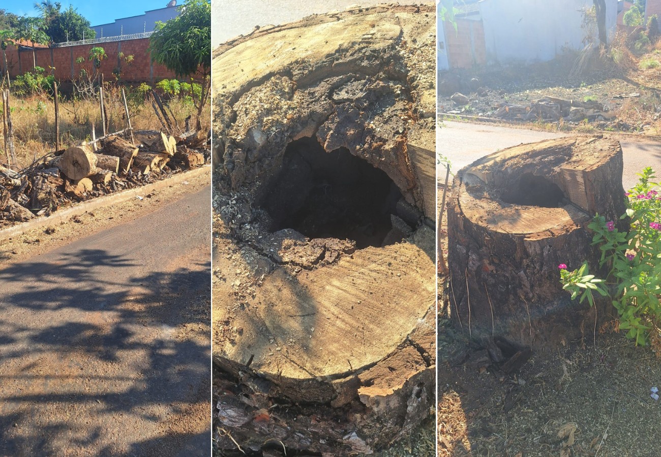 pe-de-caja-preservado-no-meio-de-avenida-no-to-morre-apos-ser-consumido-por-cupim;-veja-imagens