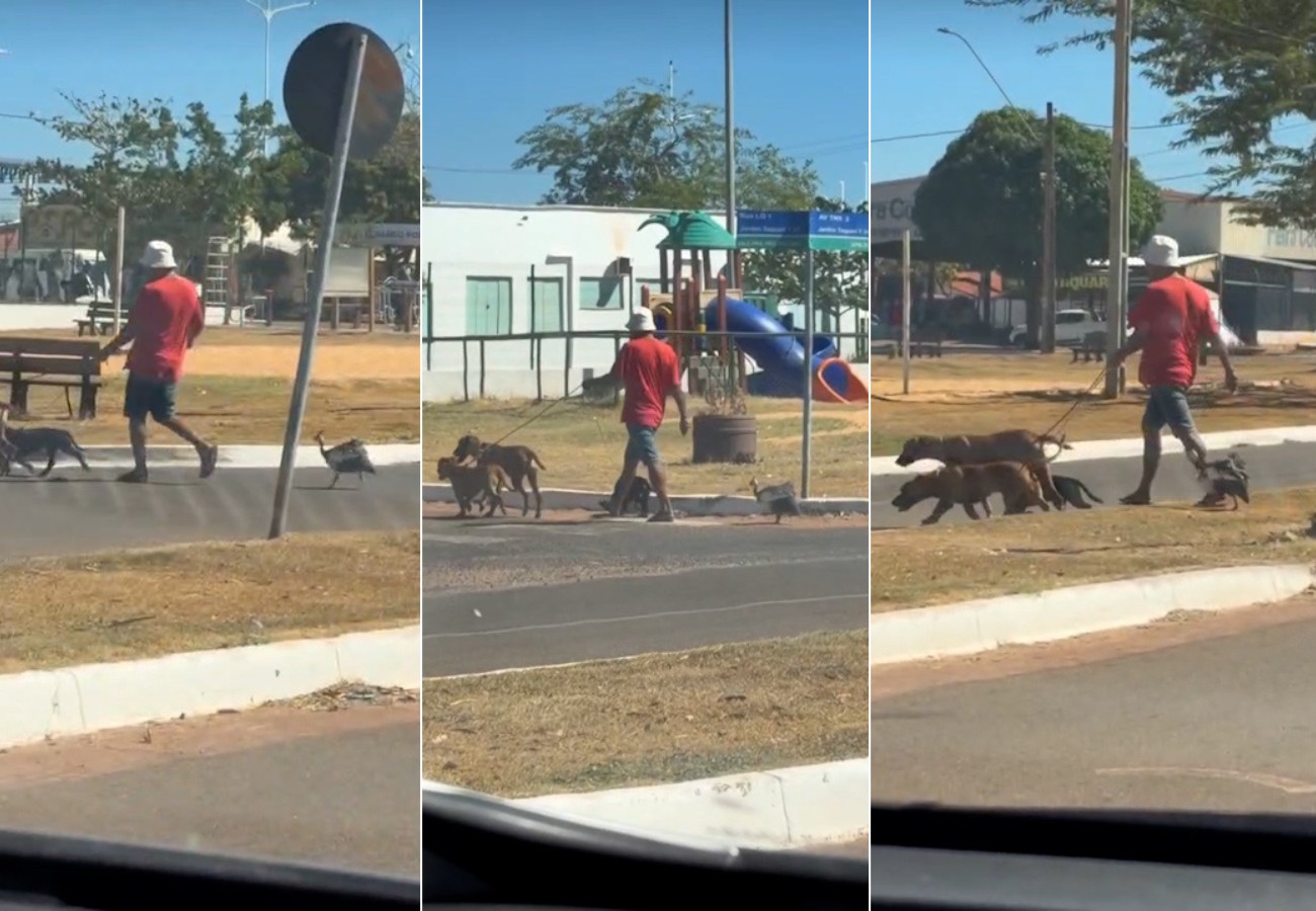 galinha-d’angola-acompanha-cachorros-durante-passeio-e-cena-inusitada-chama-atencao;-video