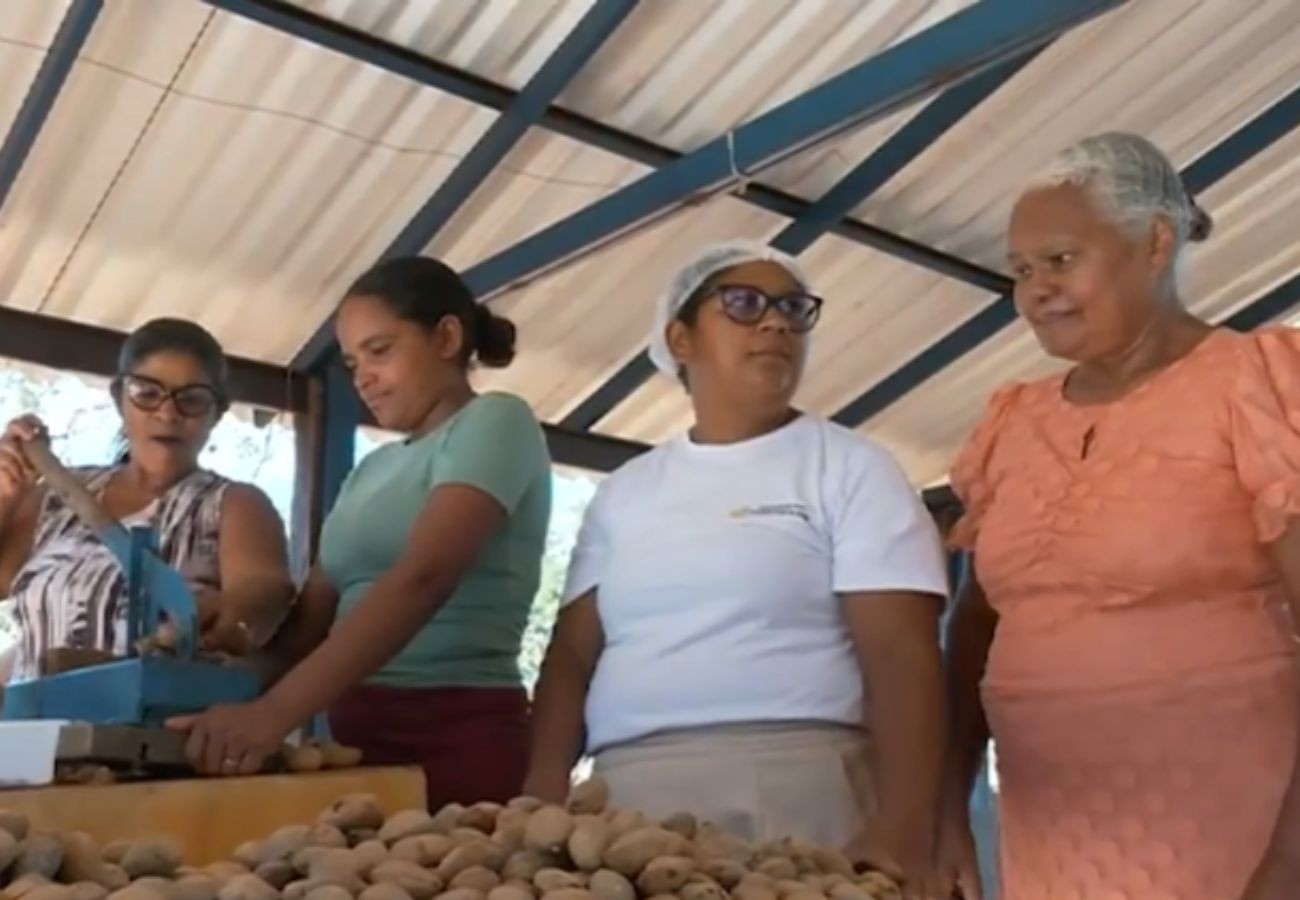 colheita-da-castanha-de-baru-gera-renda-para-mulheres-e-abastece-producao-de-doces-no-to