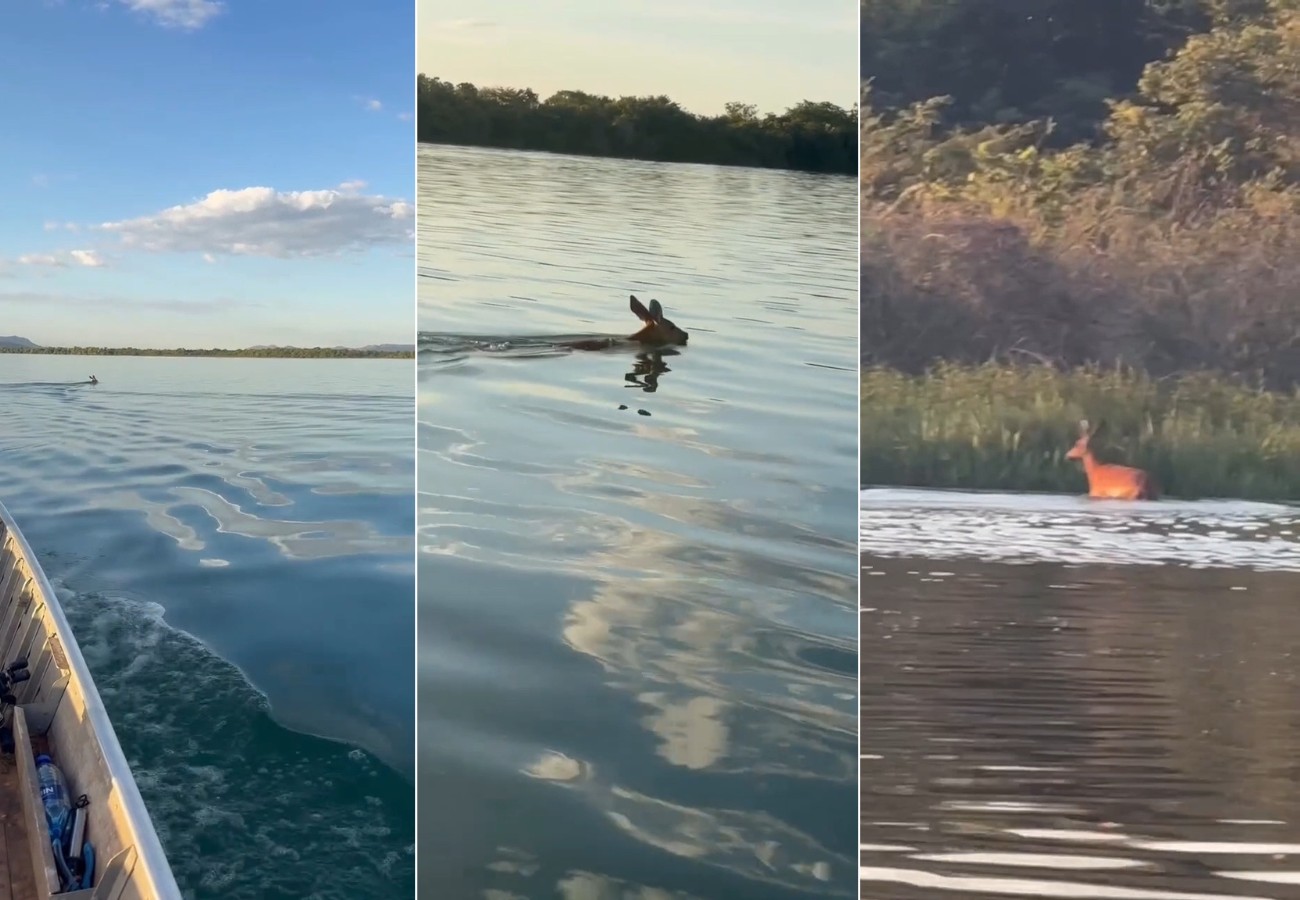 cervo-chama-atencao-de-pescadores-ao-atravessar-rio-tocantins-a-nado;-video