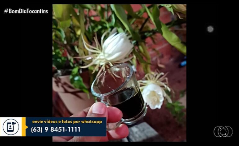 videos:-bom-dia-tocantins,-de-10-de-agosto-de-2026