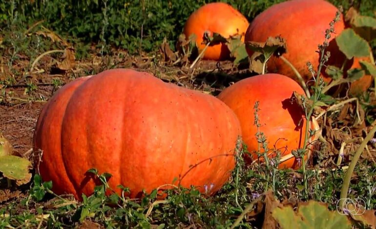 videos:-jornal-do-campo-–-to-de-domingo,-16-de-agosto-de-2026