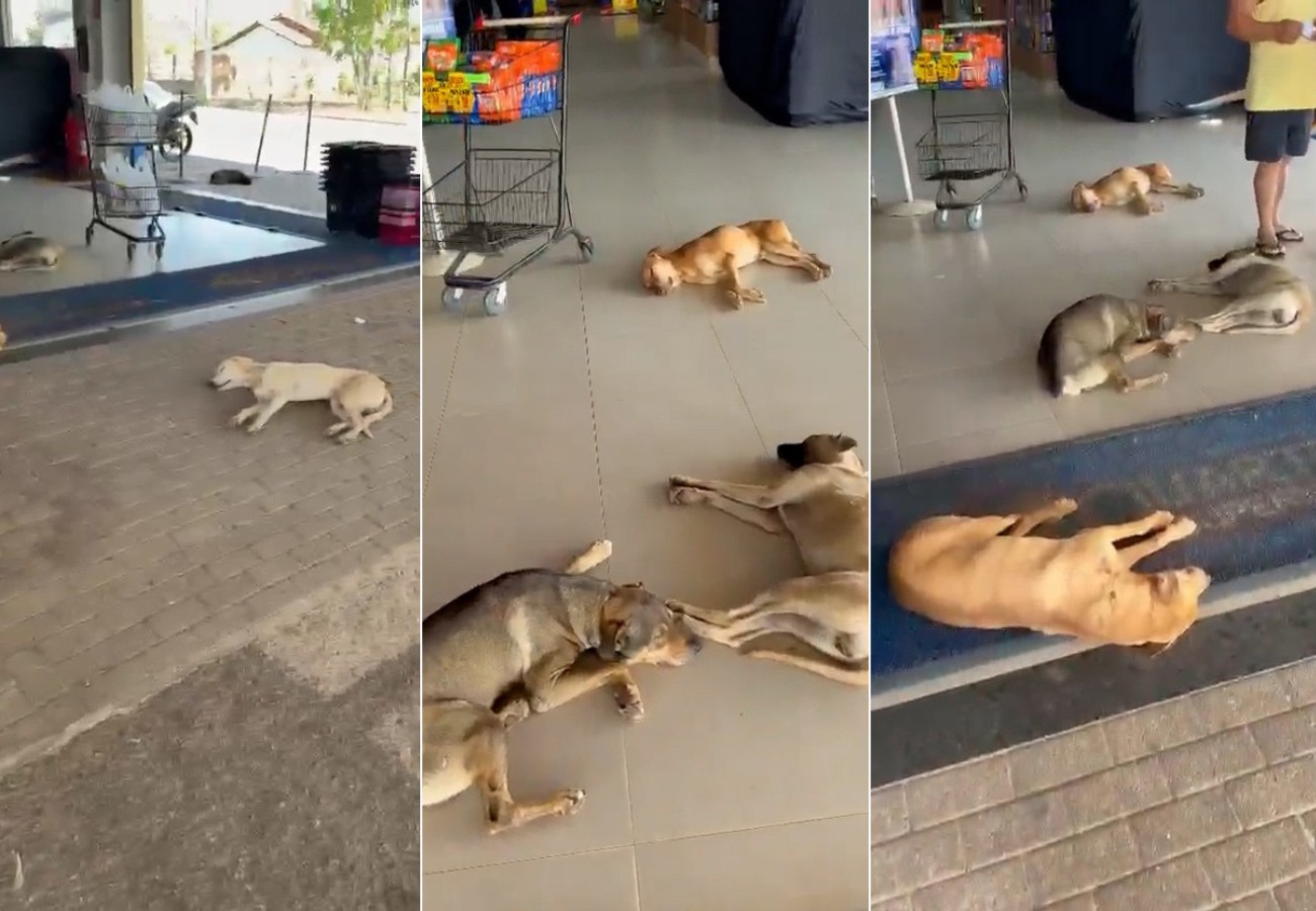 vira-latas-caramelo-aproveitam-ventilacao-de-supermercado-para-fugir-do-calor-no-to;-video