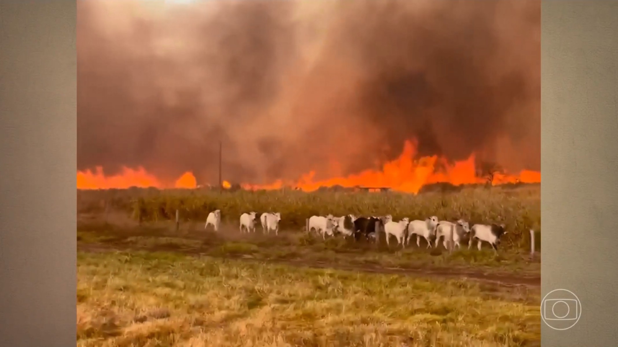 video:-gado-foge-de-incendio-que-atinge-fazendas;-fogo-avanca-por-areas-rurais-de-tres-estados