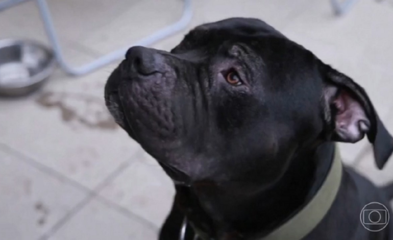 Tutor entra na Justiça para garantir direito de criar cão da raça American Bully em condomínio