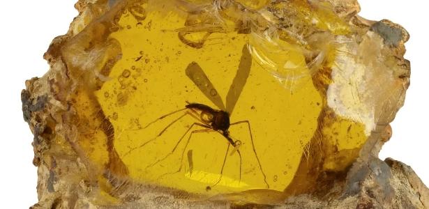 Mosquito de Jurassic Park em âmbar é vendido por R$ 2,1 mi