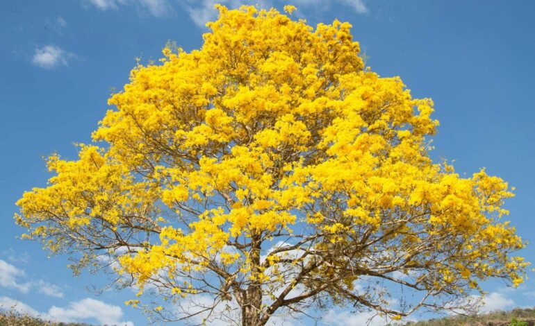 Cerrado do Tocantins floresce em meio à seca e transforma paisagem de Palmas; entenda
