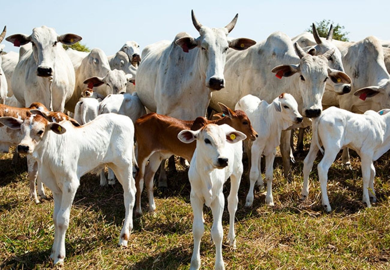 com-rebanho-de-11,6-milhoes,-tocantins-tem-quase-oito-cabecas-de-gado-por-pessoa