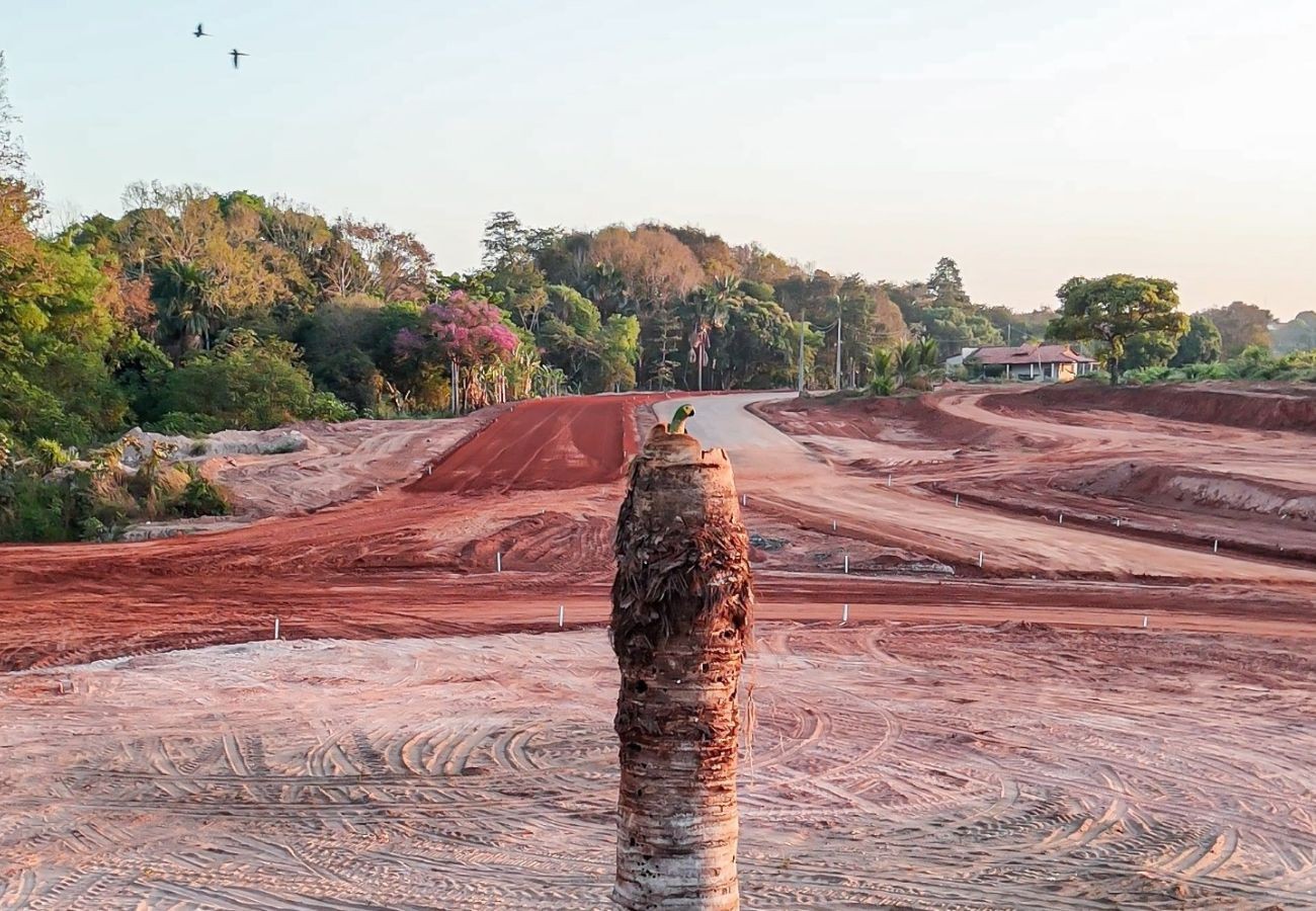 obra-de-pavimentacao-de-rotatoria-e-adiada-apos-ninho-de-passaro-ser-encontrado-em-arvore-no-to