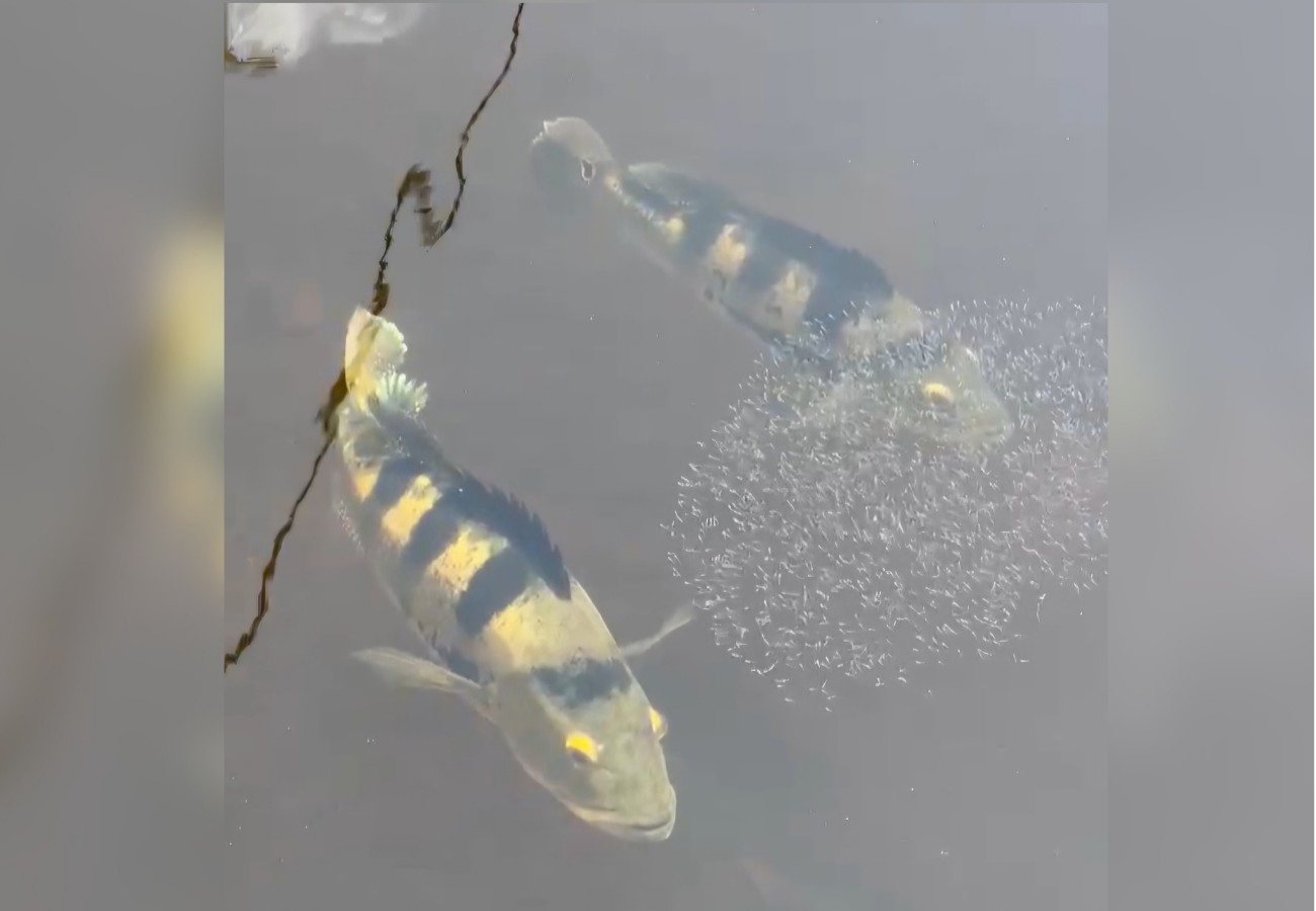 casal-de-tucunares-protege-filhotes-em-lago-no-tocantins;-video