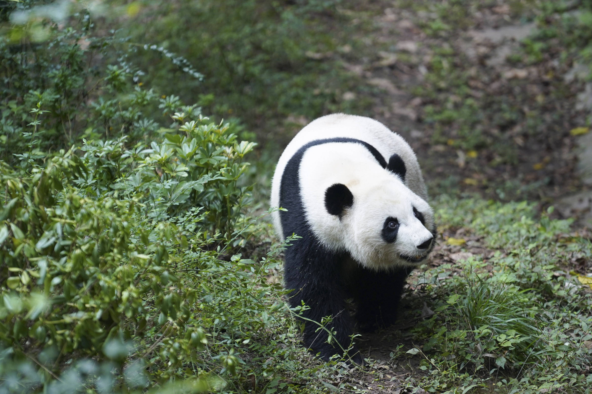 em-visita-a-trump,-xi-diz-que-vai-enviar-dois-pandas-a-zoologico-dos-eua