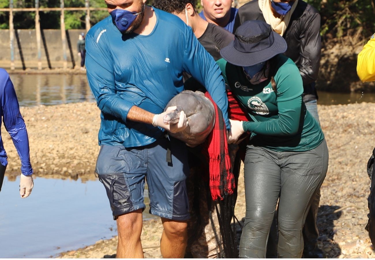 botos-do-araguaia-sao-resgatados-apos-ficarem-presos-em-poca-de-agua-de-rio-que-secou-no-to