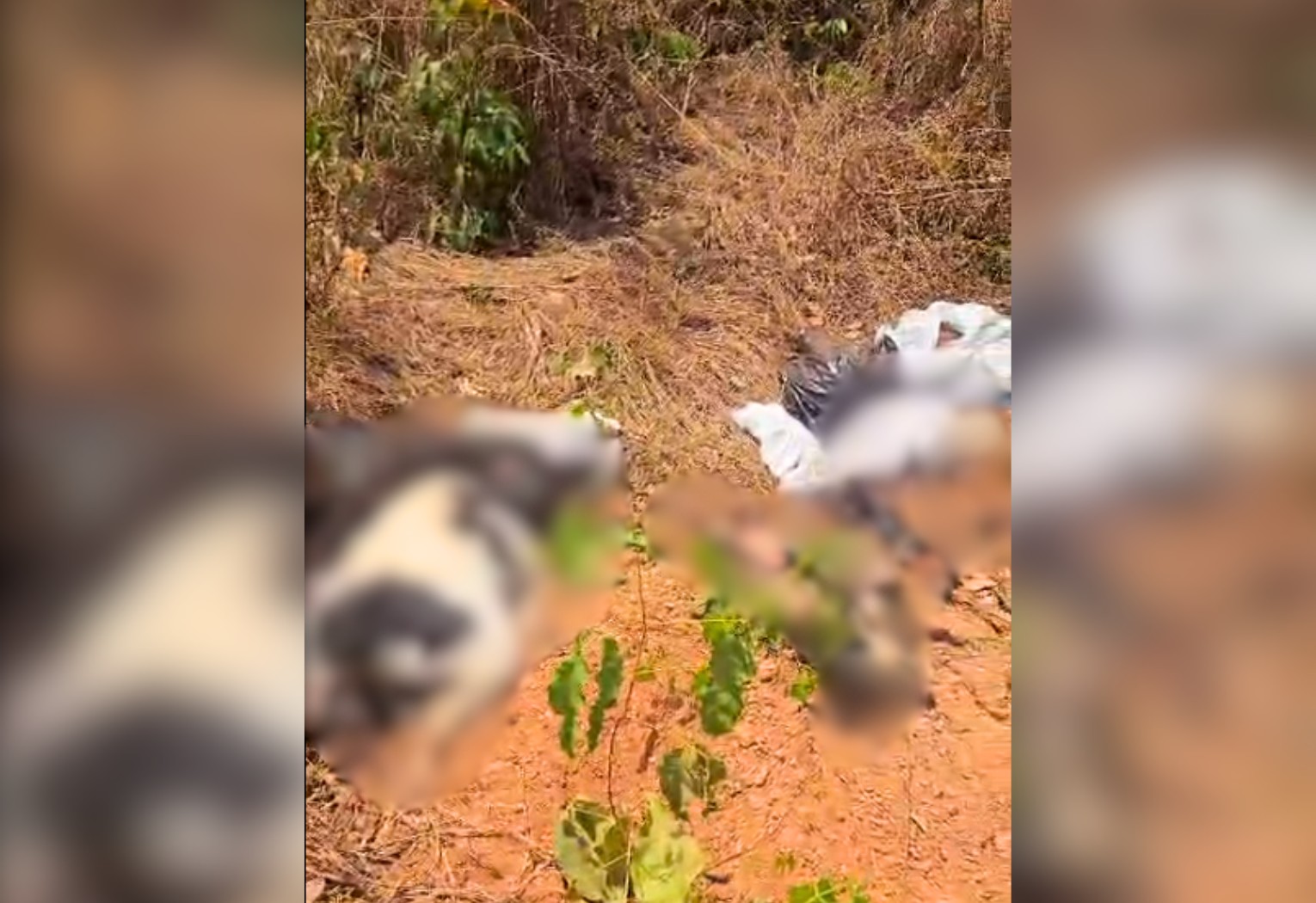 cachorros-sao-encontrados-mortos-dentro-de-sacos-plasticos-em-area-de-mata-no-interior-do-to